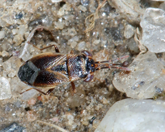Geocoris discopterus