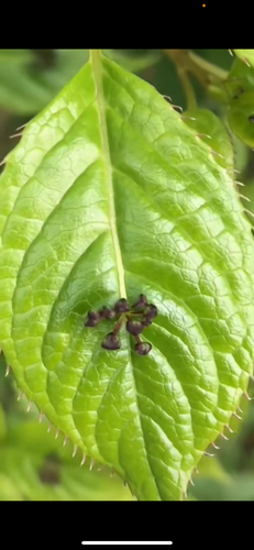 Helwingia japonica