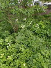 Anthriscus sylvestris