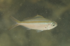 Caesio caerulaurea
