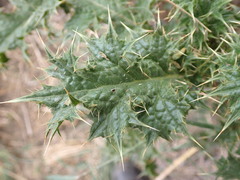Berkheya onobromoides carlinoides