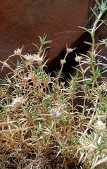 Scleranthus pungens