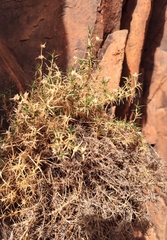 Scleranthus pungens