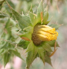 Berkheya onobromoides carlinoides