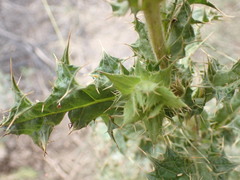 Berkheya onobromoides carlinoides