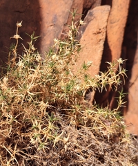 Scleranthus pungens