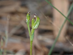 Pterostylis clivosa