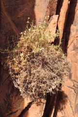 Scleranthus pungens