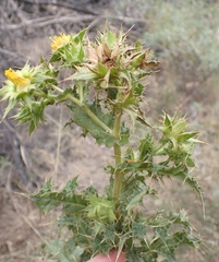 Berkheya onobromoides carlinoides