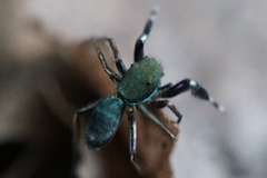 Siler cupreus