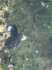 Mytilus californianus