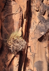 Scleranthus pungens