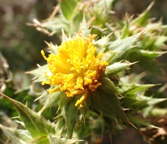 Berkheya onobromoides carlinoides