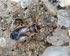 Geocoris discopterus