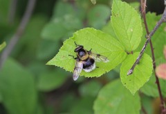 Volucella bombylans