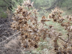 Berkheya onobromoides carlinoides
