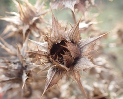 Berkheya onobromoides carlinoides
