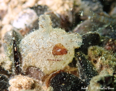 Molgula manhattensis