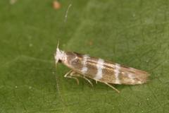 Argyresthia trifasciata