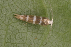 Argyresthia trifasciata