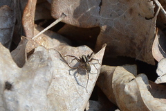 Pardosa