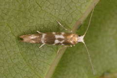 Argyresthia trifasciata
