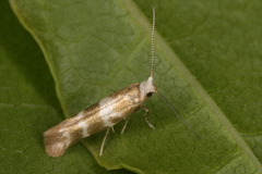 Argyresthia trifasciata
