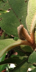 Dipterygina cupreotincta