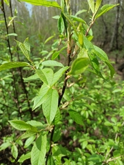 Prunus padus