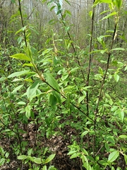 Prunus padus