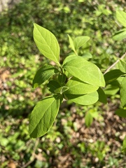 Styracaceae