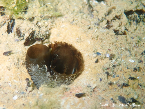 Representative image of Pholas dactylus