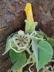 Abutilon leucopetalum