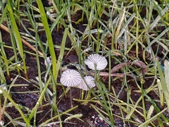 Coprinellus flocculosus