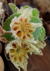 Abutilon leucopetalum