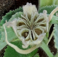 Abutilon leucopetalum