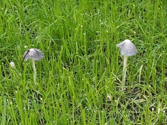 Coprinellus flocculosus