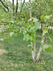 Betula pendula