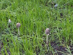 Coprinellus flocculosus