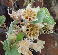 Abutilon leucopetalum