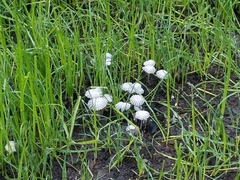 Coprinellus flocculosus