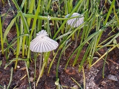 Coprinellus flocculosus