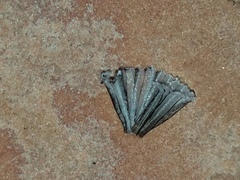 Coprinellus flocculosus