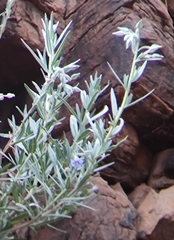 Trichodesma zeylanicum