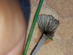 Coprinellus flocculosus