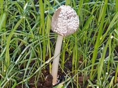 Coprinellus flocculosus