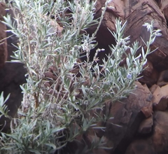 Trichodesma zeylanicum