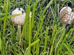 Coprinellus flocculosus