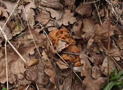 Gyromitra gigas