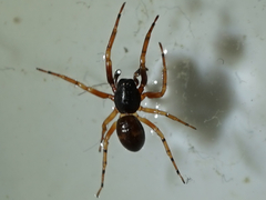 Araneae